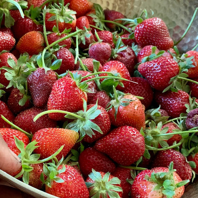 Fraisier Mara des Bois 1 - Achat en ligne
