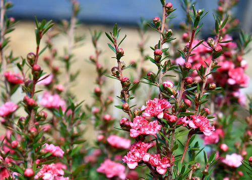 Arbre à thé (Leptospermum Coral candy) 1 - Achat en ligne