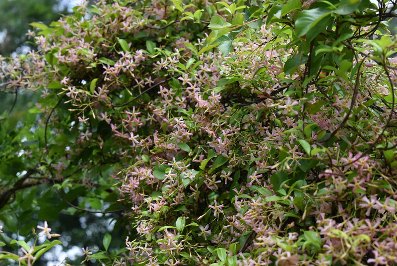 Jasmin étoilé à fleurs roses Pink Shower (Trachelospermum asiaticum Pink Showers) 1 - Achat en ligne