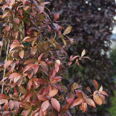 Jasmin Ruby à feuilles rouges (Trachelospermum jasminoides Winter Ruby) 1 - Achat en ligne