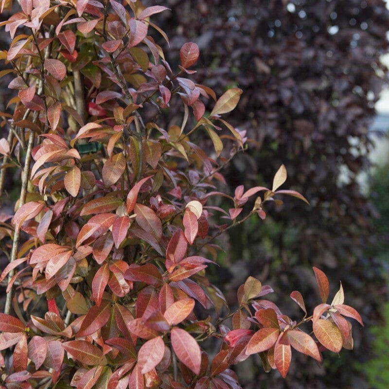 Jasmin Ruby à feuilles rouges (Trachelospermum jasminoides Winter Ruby) 1 - Achat en ligne