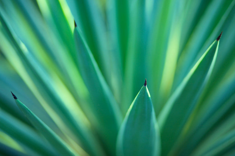 Yucca (Yucca Rostrata) 2 - Achat en ligne