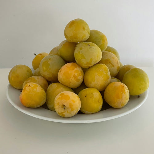 Prunier Mirabelle de Nancy (Prunus x Institiae Mirabelle de Nancy) 1 - Achat en ligne