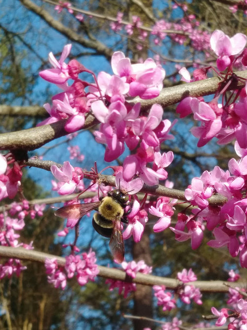 Arbre de Judée à fleurs roses (Cercis Siliquastrum) 1 - Achat en ligne