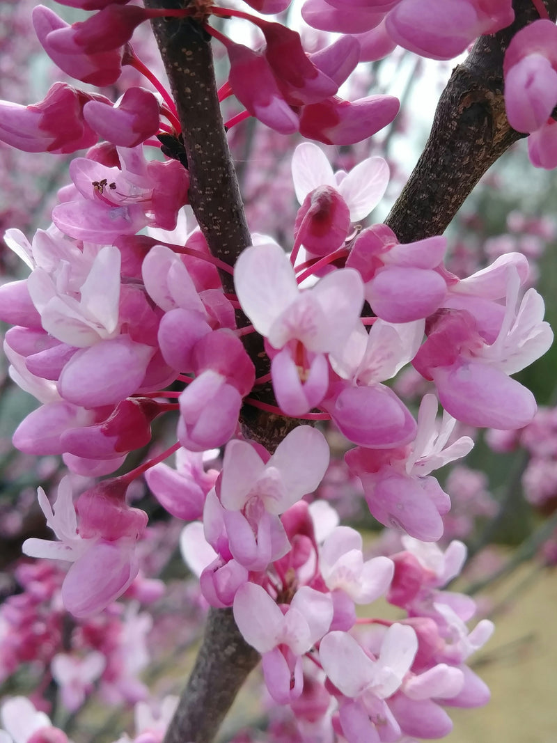 Arbre de Judée à fleurs roses (Cercis Siliquastrum) 3 - Achat en ligne