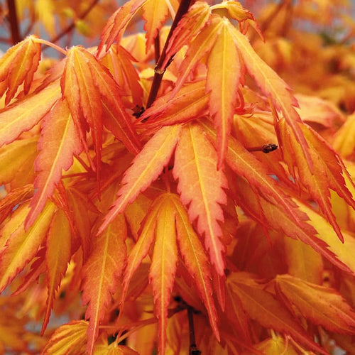 Acer Palmatum Katsura 1 - Achat en ligne