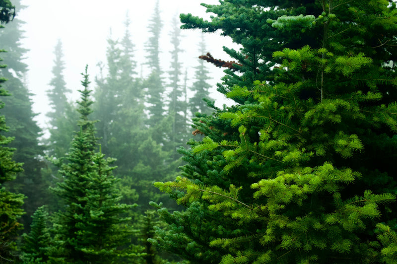 Pin noir (Pinus Nigra) 2 - Achat en ligne
