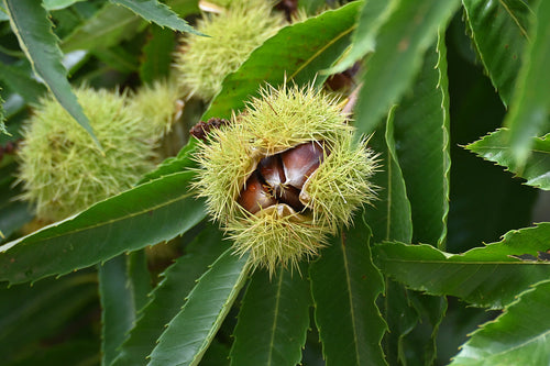 Châtaignier (Castanea sativa) 1 - Achat en ligne