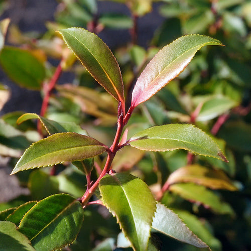 Laurier du Portugal (Prunus lusitanica) 1 - Achat en ligne