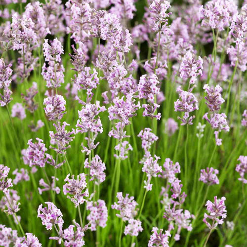 Lavande rose (Lavandula Angustifolia Rosea) 1 - Achat en ligne