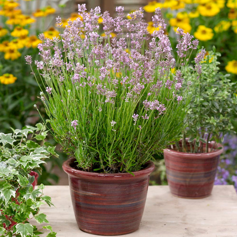 Lavande rose (Lavandula Angustifolia Rosea) 3 - Achat en ligne