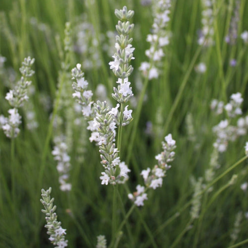 Lavande blanche (Lavandula Angustifolia Edelweiss) 1 - Achat en ligne