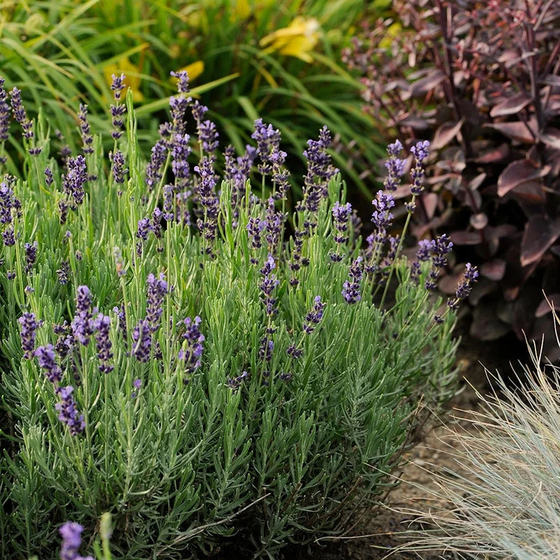 Lavande bleue (Lavandula Angustifolia Hidcote) 3 - Achat en ligne