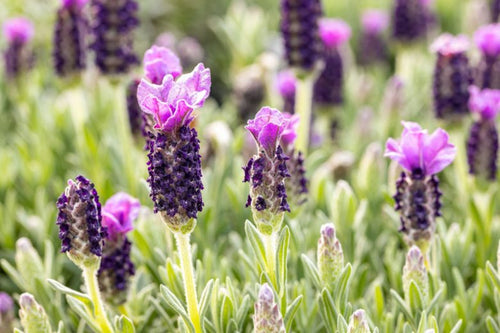 Lavande papillon (Lavandula Stoechas) 1 - Achat en ligne