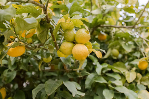 Citronnier Jaune en Tonneau 1 - Achat en ligne