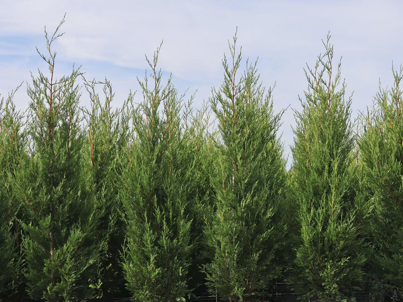 Cyprès Leylandii 2001 (Vito) 1 - Achat en ligne