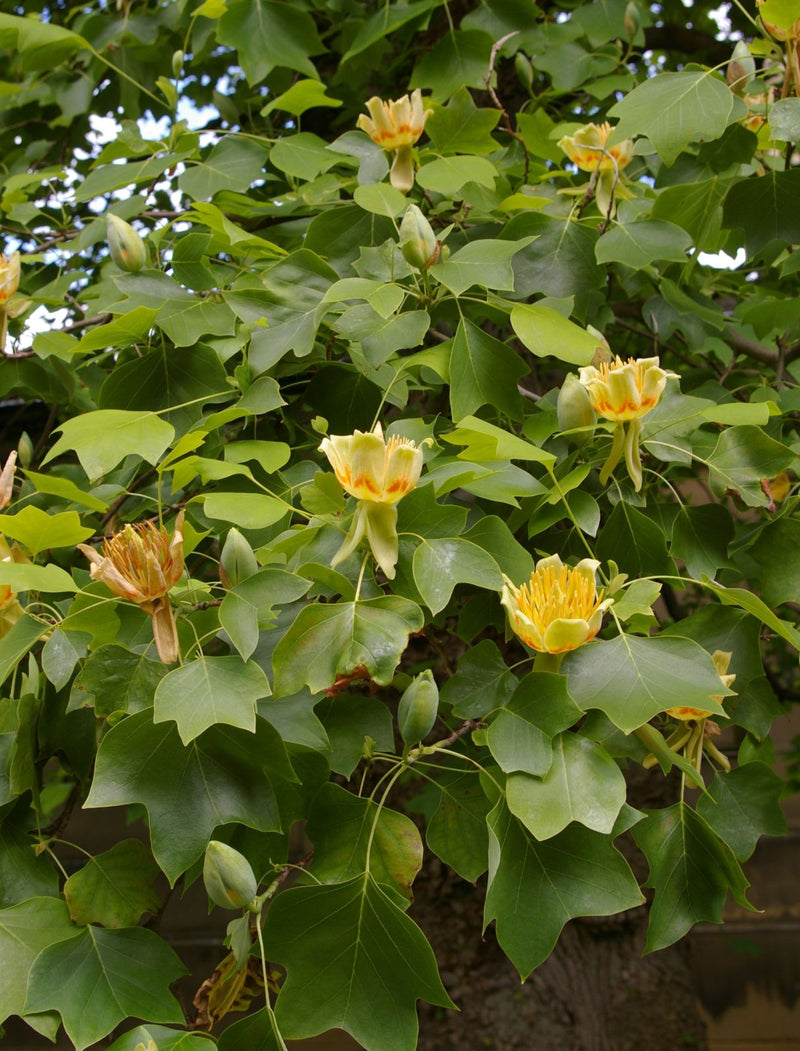 Liriodendron Tulipifera 2 - Achat en ligne