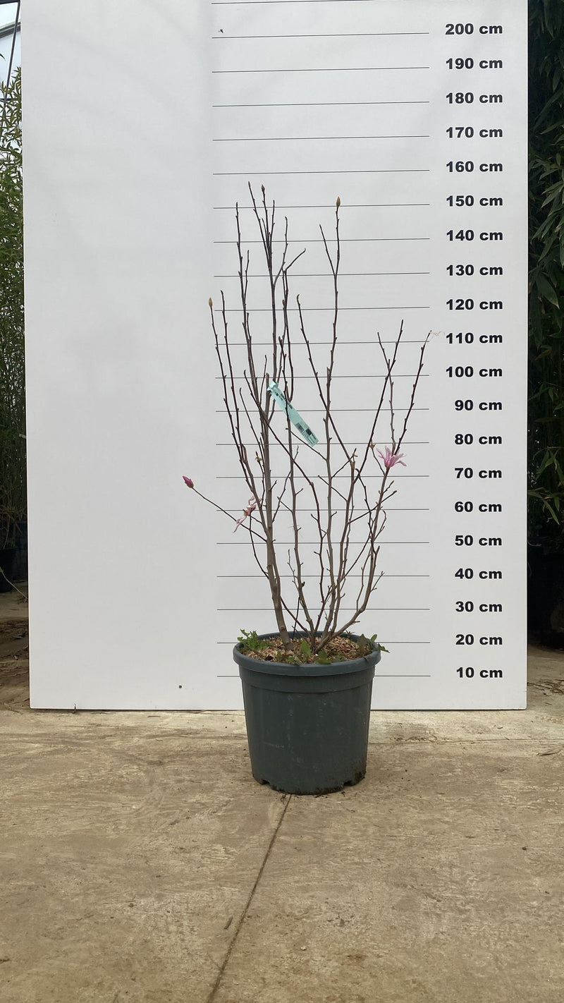 Magnolia à fleurs roses étoilées (Loebneri Leonard Messel) 3 - Achat en ligne