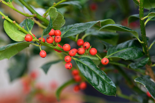 Houx d'ornement (Ilex Nellie R. Stevens) 1 - Achat en ligne