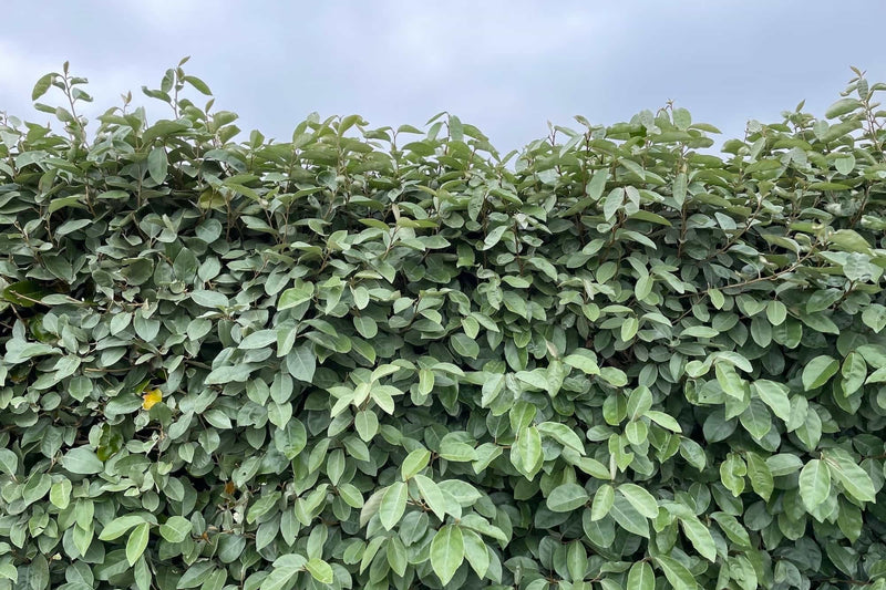 Elaeagnus Ebbingei (vert) 2 - Achat en ligne