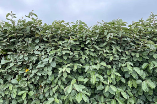 Elaeagnus Ebbingei (vert) 1 - Achat en ligne