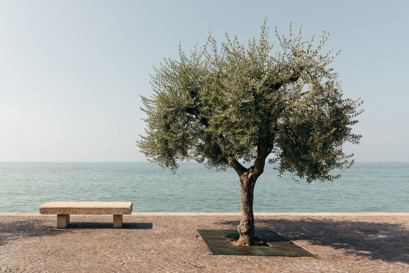 Olivier Classique (Olea Europaea) 1 - Achat en ligne