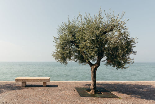 Olivier Classique (Olea Europaea) 1 - Achat en ligne