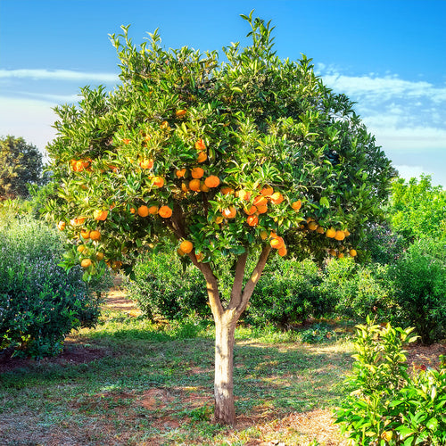Orangers 1 - Achat en ligne