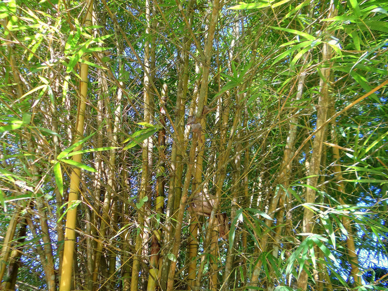 Bambou (Phyllostachys) Aurea 3 - Achat en ligne