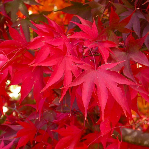 Acer Palmatum Ozakazuki 1 - Achat en ligne