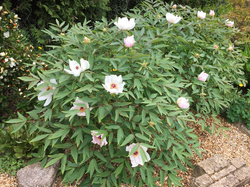 Pivoine (Paeonia) 3 - Achat en ligne