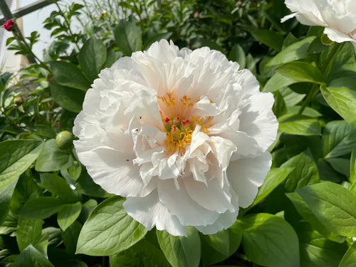 Pivoine (Paeonia) 1 - Achat en ligne