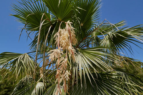 Palmier du Mexique (Washingtonia Robusta) 1 - Achat en ligne