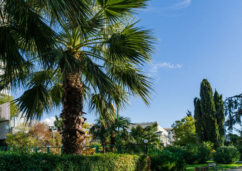 Palmier du Mexique (Washingtonia Robusta) 1 - Achat en ligne