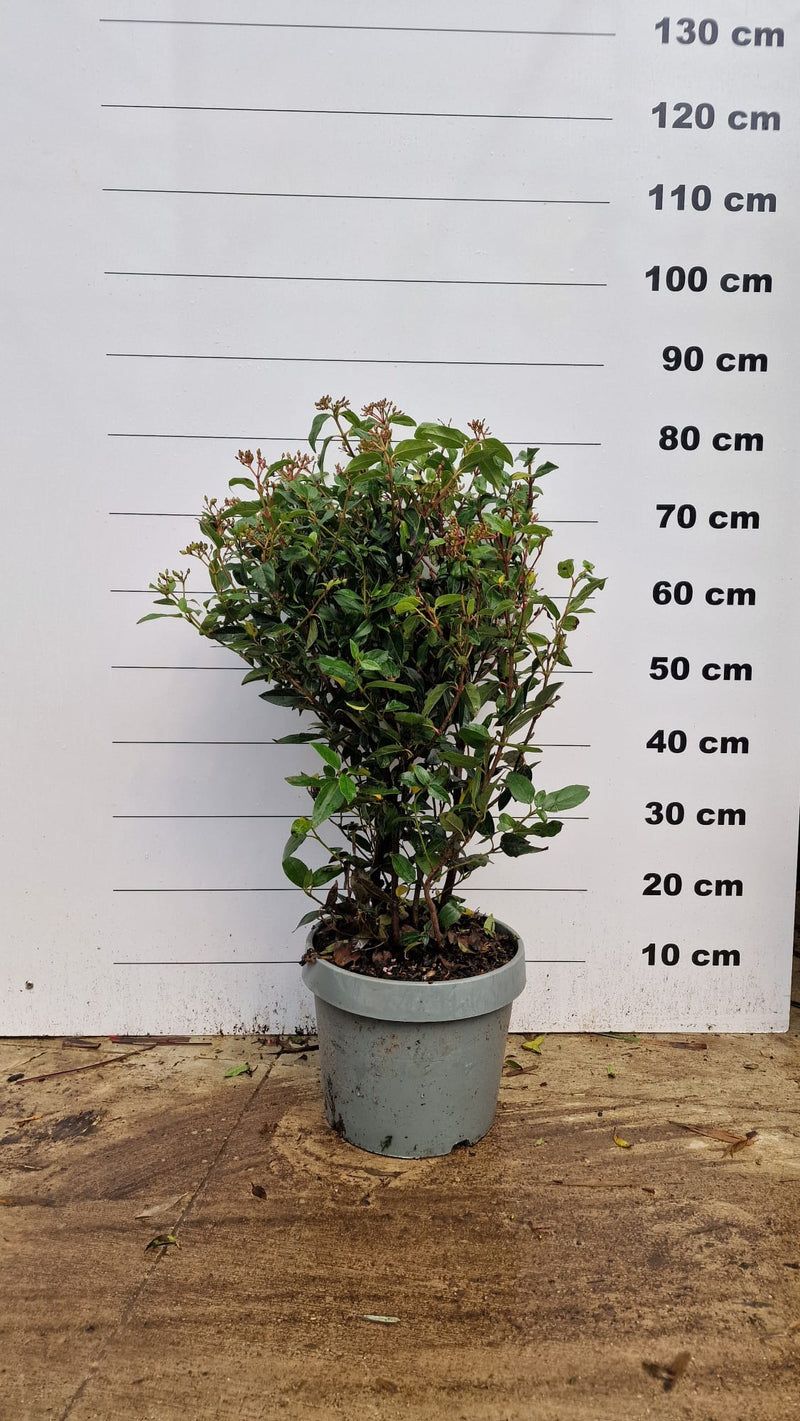 Laurier-tin (Viburnum tinus) 3 - Achat en ligne