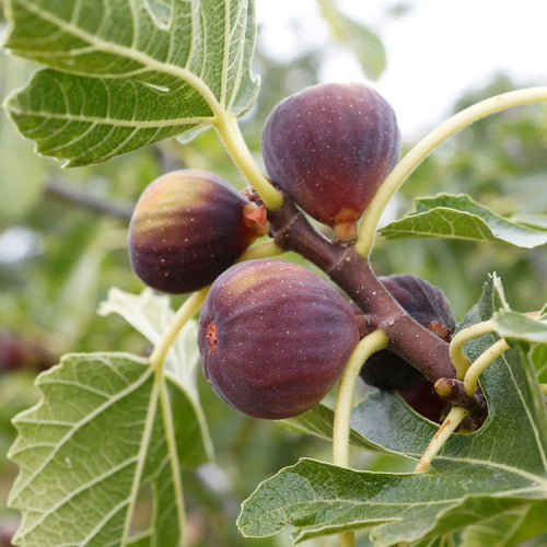 Figuier Rouge de Bordeaux (Ficus carica Rouge de Bordeaux) 1 - Achat en ligne