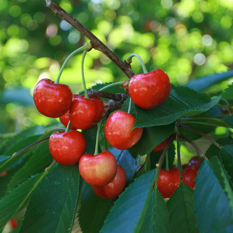 Cerisier Bigarreau Burlat (Prunus avium Bigarreau Burlat) 3 - Achat en ligne