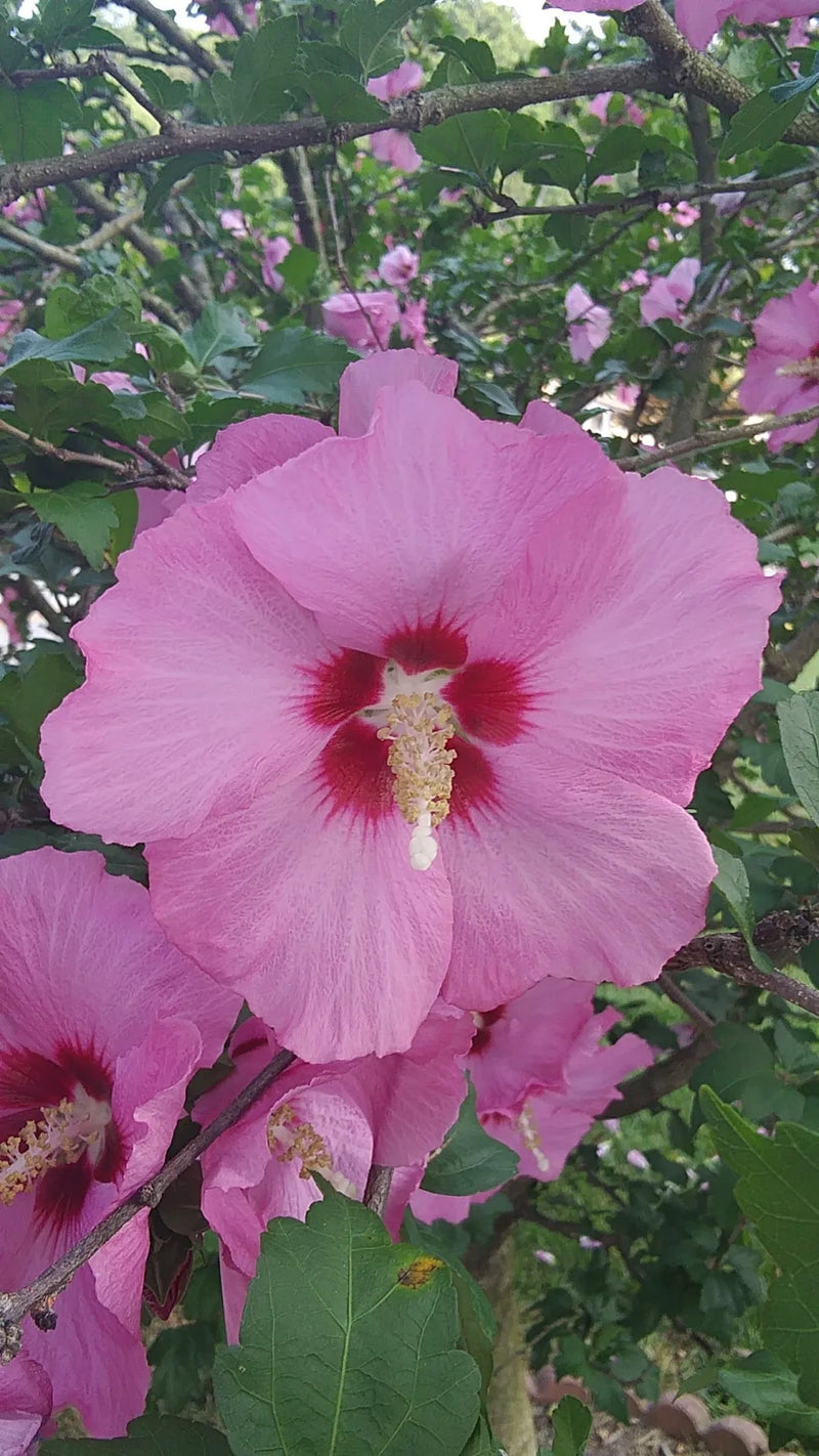 Hibiscus (Hibiscus syriacus) 3 - Achat en ligne
