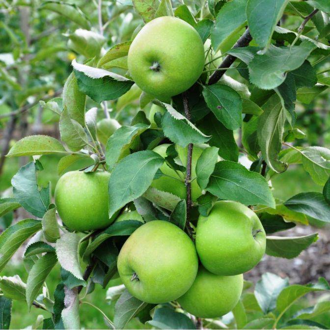 Pommier Granny Smith (Malus domestica Granny Smith) 2 - Achat en ligne
