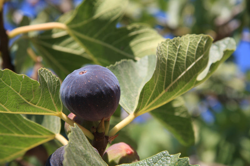 Figuier Noire de Caromb (Ficus carica Noire de Caromb) 2 - Achat en ligne