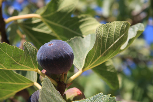 Figuier Noire de Caromb (Ficus carica Noire de Caromb) 1 - Achat en ligne