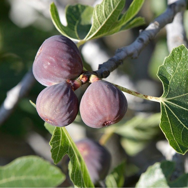 Figuier Rouge de Bordeaux (Ficus carica Rouge de Bordeaux) 3 - Achat en ligne
