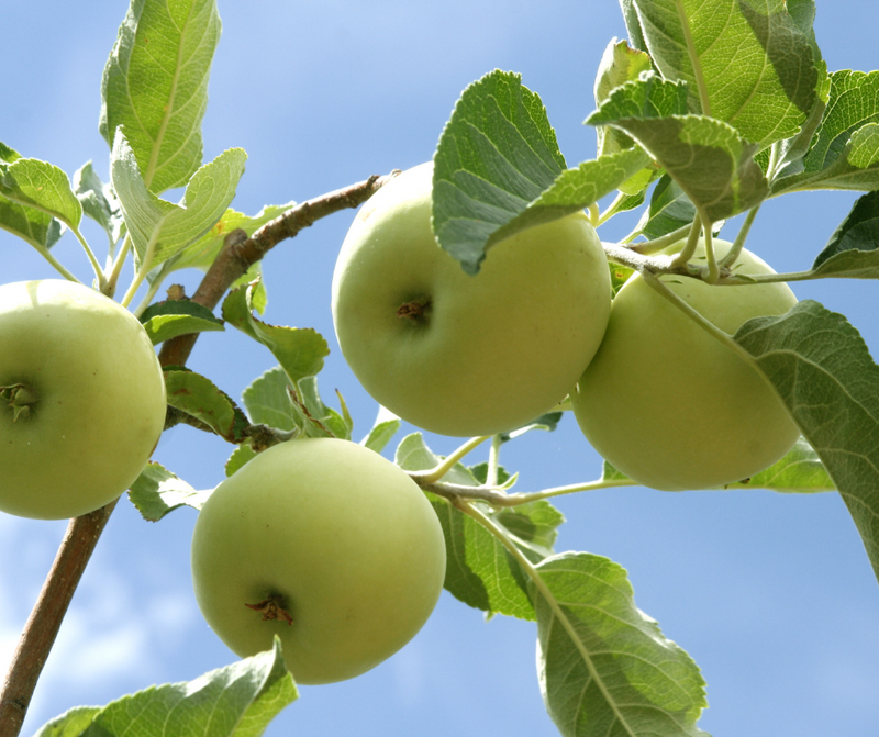 Pommier Granny Smith (Malus domestica Granny Smith) 3 - Achat en ligne