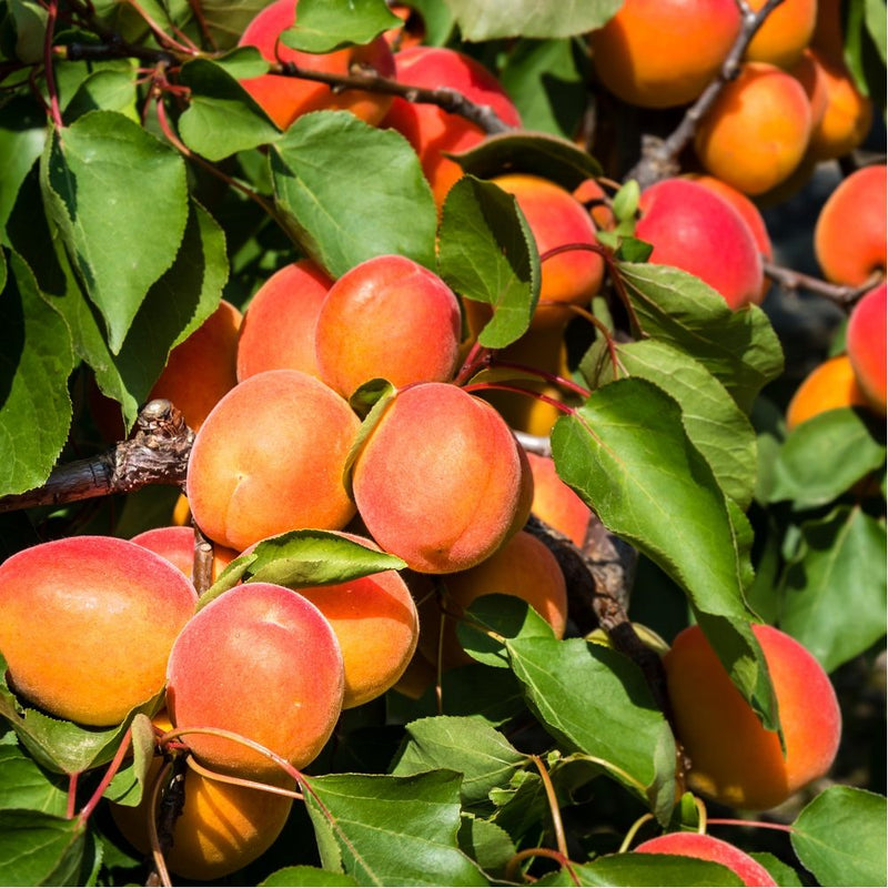 Abricotier Rouge du Roussillon (Prunus armeniaca Rouge du Roussillon) 3 - Achat en ligne