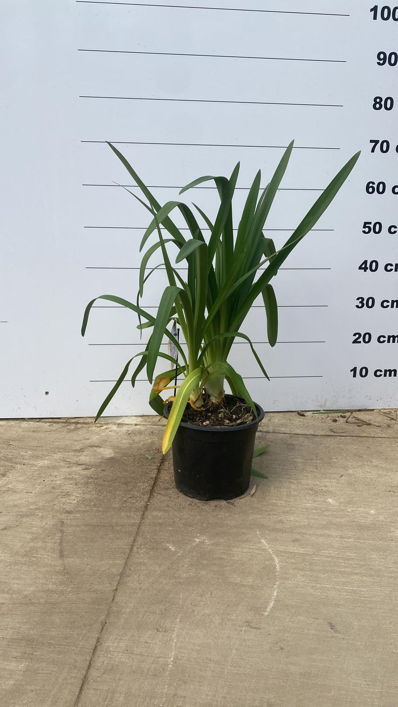 Agapanthe (Agapanthus) 2 - Achat en ligne