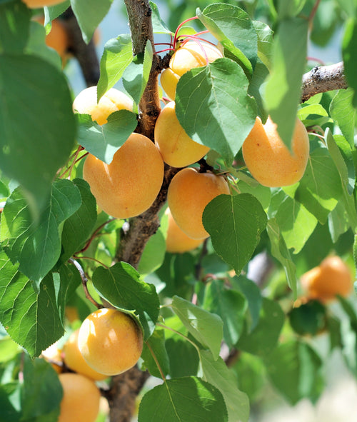 Abricotier Jaune orangé (Prunus Armeniaca) 1 - Achat en ligne