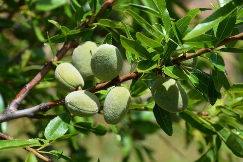 Amandier (Prunus amygdalus) 1 - Achat en ligne