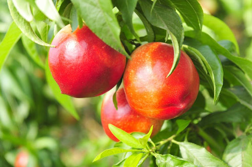 Nectarinier (Prunus persica) 1 - Achat en ligne