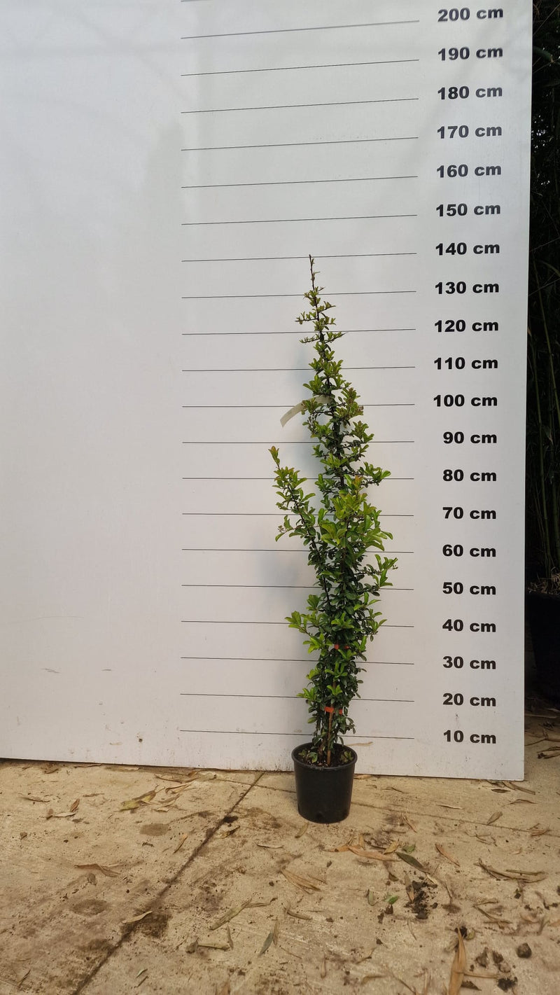 Pyracantha (Pyracantha Soleil d'Or) 3 - Achat en ligne