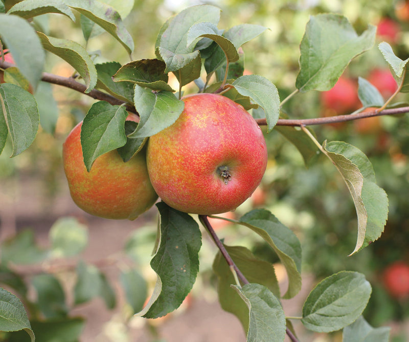 Pommier Reine des Reinettes (Malus domestica Reine des Reinettes) 2 - Achat en ligne